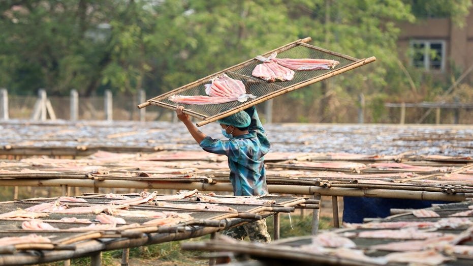 Myanmar worker dries fish in a factory