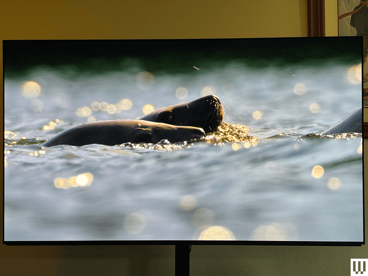 Image may contain: Computer Hardware, Electronics, Hardware, Monitor, Screen, TV, Animal, Mammal, Sea Life, and Sea Lion