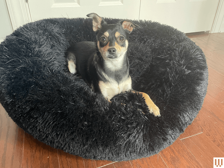 Image may contain: Animal, Canine, Mammal, Pet, Dog, and Dog Bed