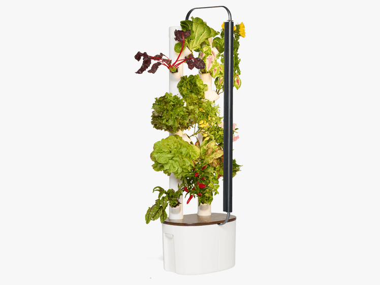 The image may contain: plant, vessel preserved, flower, flower arrangement, herbs, jar, pottery, vase, parsley, and kebana