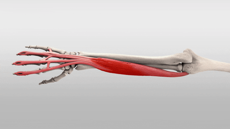 Muscles of the forearm anatomy and function: a comprehensive guide 15 Anatomy of the forearm