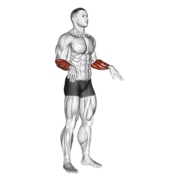 Muscles of the forearm dissection and function: a comprehensive guide 20 Cracking circles extend