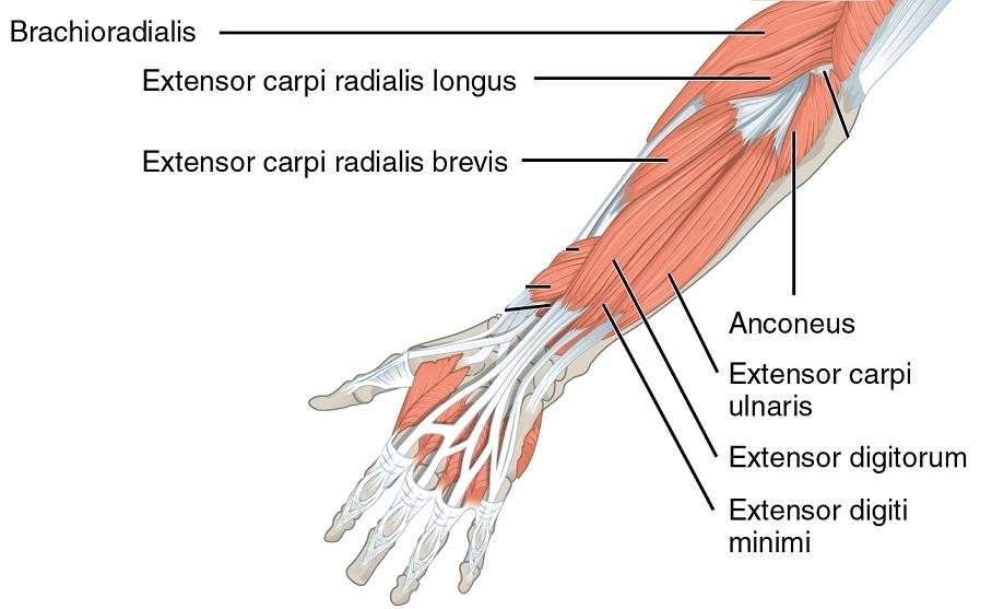 The muscles of the forearm anatomy and function: a comprehensive guide 14 The background muscles are superficial layer