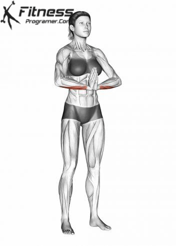 Muscles of the forearm anatomy and function: a comprehensive guide 21 Extension of flexible wrist