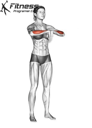 Muscles of the forearm anatomy and function: a comprehensive guide 22 The span of the wrist