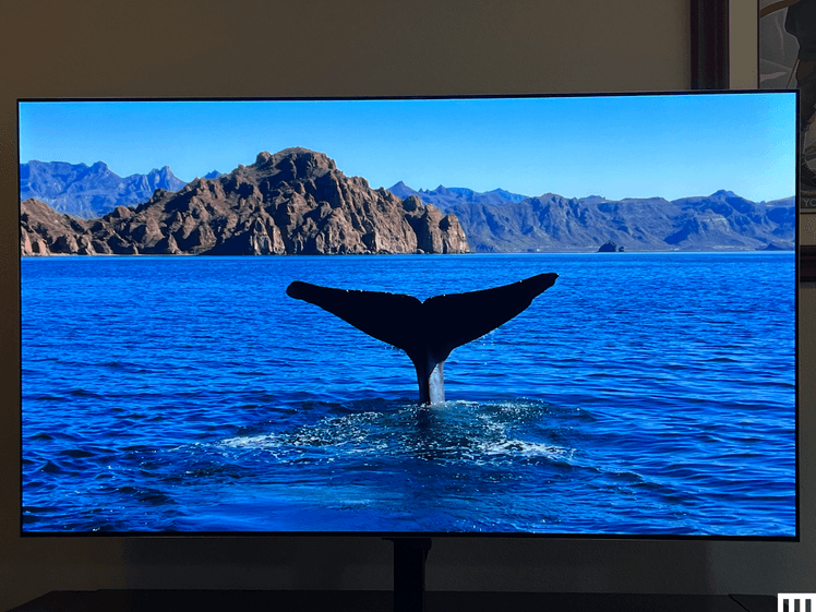 Image may contain: Electronics, Screen, Computer Hardware, Hardware, Monitor, TV, Animal, Bird, Nature, Outdoors, and Sea