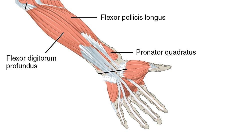 Fingers ’curls against the wrist: What is the difference? 8 A deep layer of forearm muscles