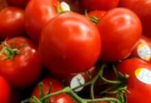 1752502068 Mexican tomato tariff sparks debate between US growers and importers.jpg