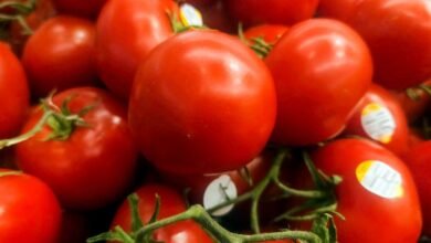 1752502068 Mexican tomato tariff sparks debate between US growers and importers.jpg