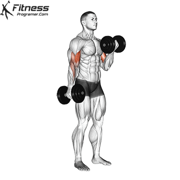 Iron curls in exchange for dumbbells: which builds the muscle with a large head? 6 Dumbbell