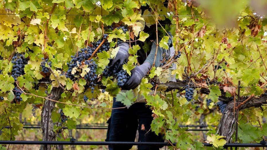 The agricultural worker works on grapes in Washington