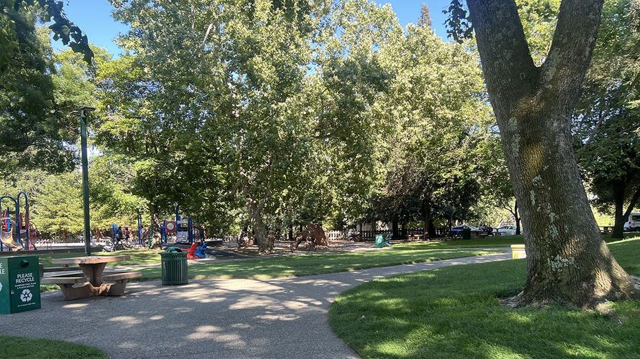 Families enjoying a stadium below the long shadow trees in CIVIC Park, Walnut Creek, California, June 10, 2025.