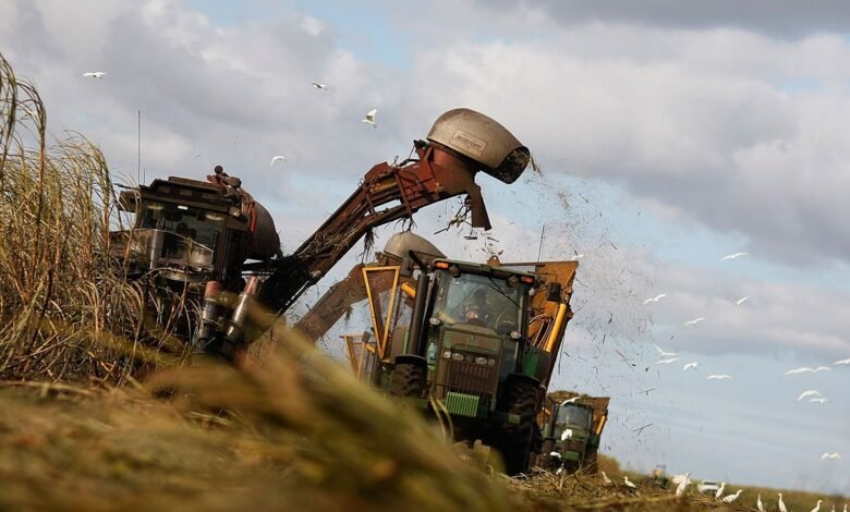 1753281685 US sugar cane industry may see revival as Coca Cola introduces.jpg