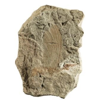 Miraasura fossils