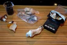 Evidence Grows That Tripping on Shrooms Might Increase Your Lifespan.jpg