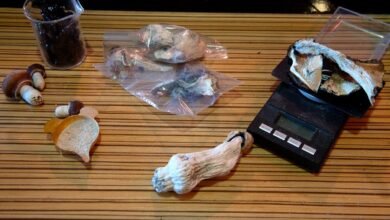 Evidence Grows That Tripping on Shrooms Might Increase Your Lifespan.jpg