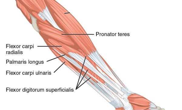 Fingers ’curls against the wrist: What is the difference? 6 A superficial layer of forearm muscles