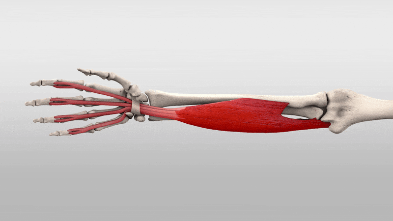 Muscles of the forearm anatomy and function: comprehensive guide 13 Superficialis anatomy
