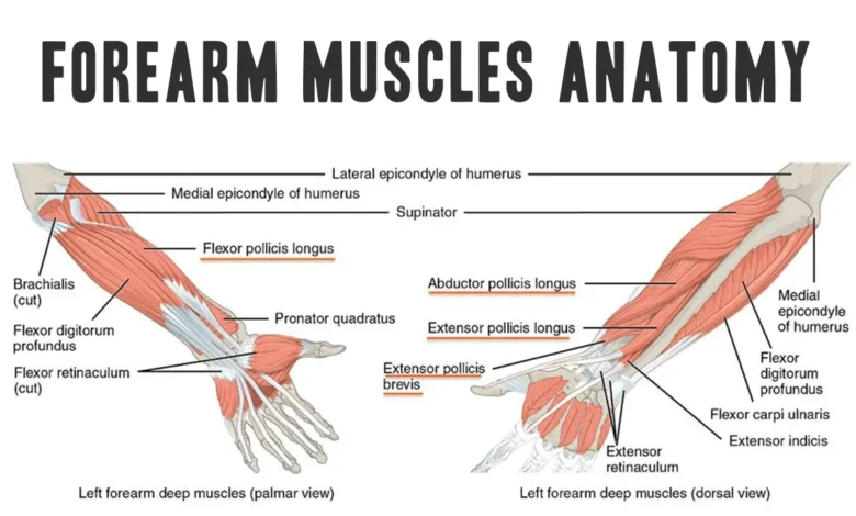 Forearm Muscles Anatomy Function A Comprehensive Guide.webp.webp