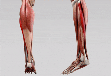 How to Get Bigger Calves – Why You Haven’t Been Able To 21 calves muscle anatomy