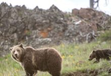 Is It Time to Stop Protecting the Grizzly Bear.jpg