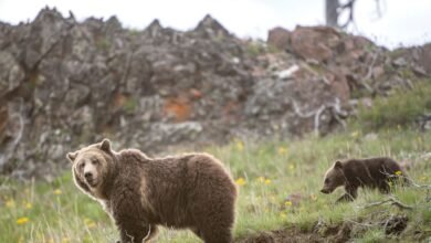 Is It Time to Stop Protecting the Grizzly Bear.jpg