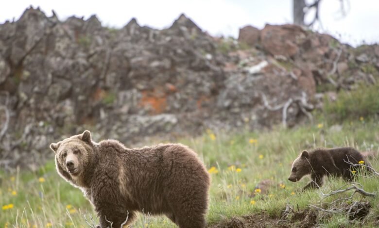 Is It Time to Stop Protecting the Grizzly Bear.jpg