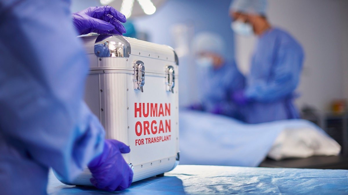 A box can be seen a member to plant organ on the operating room table.
