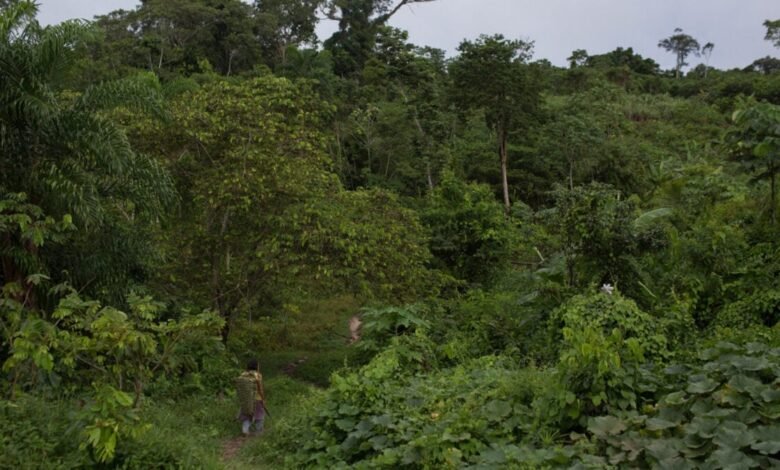 Missionaries Are Targeting Isolated Tribes in Brazil With Solar Powered Audio.jpg