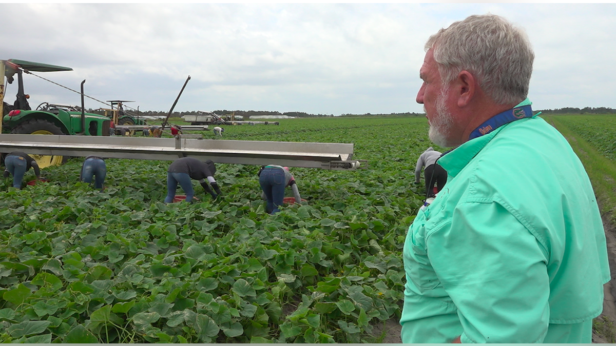 Hank Scott, the owner of Long and Skeut Pharmes, looks at Jabal Dura, Florida, where he harvested his crew in this spring from the option (Robert Sherman, Fox News).