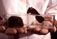 Scientists Gene Hack Mice So Their Livers Produce Their Own.jpg