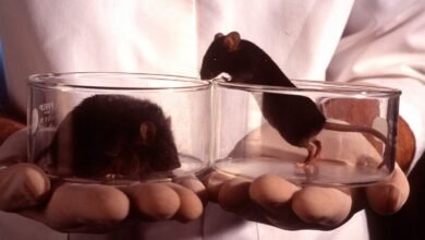 Scientists Gene Hack Mice So Their Livers Produce Their Own.jpg
