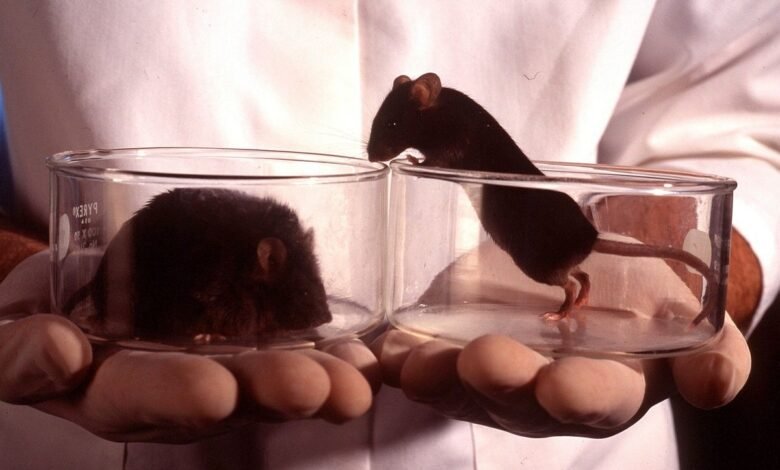 Scientists Gene Hack Mice So Their Livers Produce Their Own.jpg