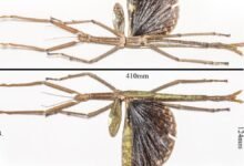 1754033137 Horrifyingly Huge New Stick Insect Discovered Exactly Where You Think.jpg