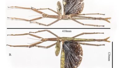 1754033137 Horrifyingly Huge New Stick Insect Discovered Exactly Where You Think.jpg