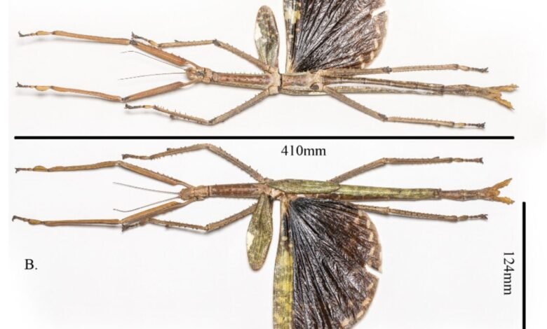 1754033137 Horrifyingly Huge New Stick Insect Discovered Exactly Where You Think.jpg