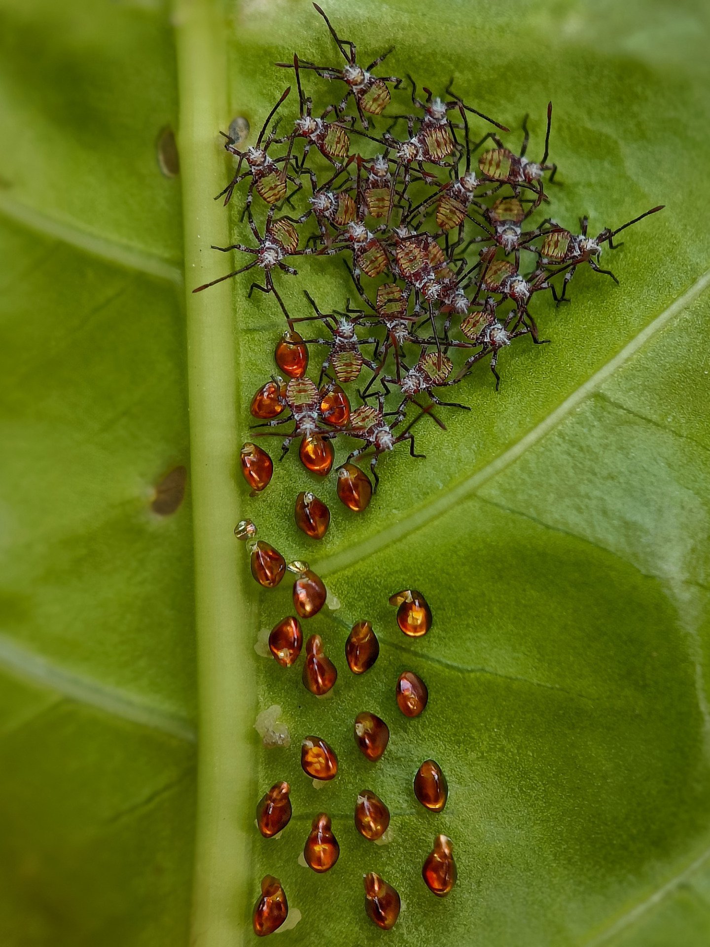 Nymph