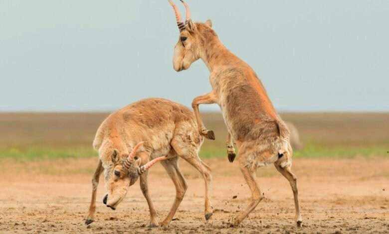 1755219654 Here Are the Winners of the 2025 Wildlife Photos of.jpg