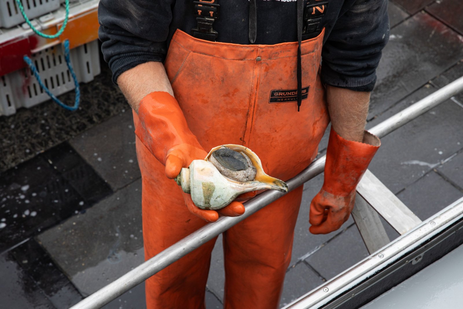 Brooks Robbie holds a whelk on the Black Earl commercial fishing boat. Nantucket, Massachusetts, May 19th, 2025.