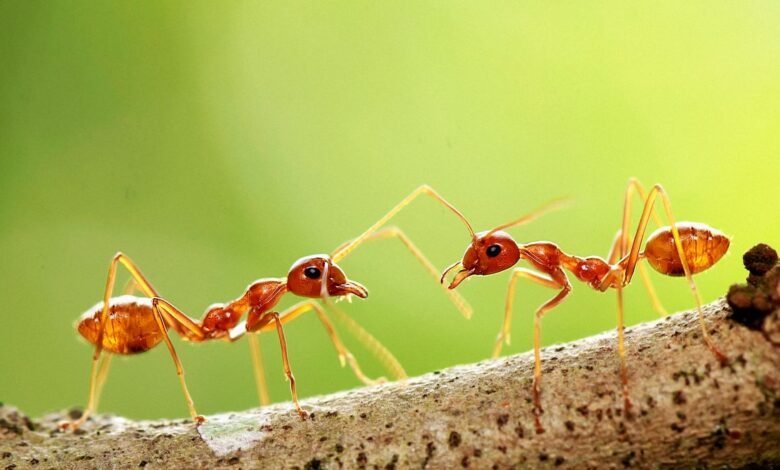 Government Staffing Cuts Have Fueled an Ant Smuggling Boom.jpg