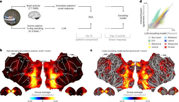 High level visual representations in the human brain are aligned with.png