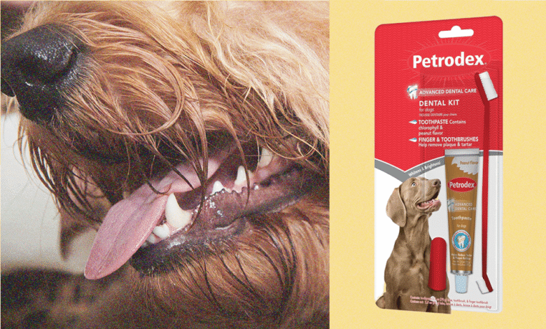How to Brush Your Pets Teeth—Veterinarians Weigh In 2025.png