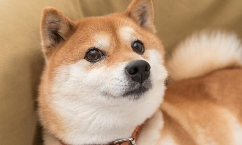If Youd Invested 1000 In Dogecoin 5 Years Ago Heres.jpeg