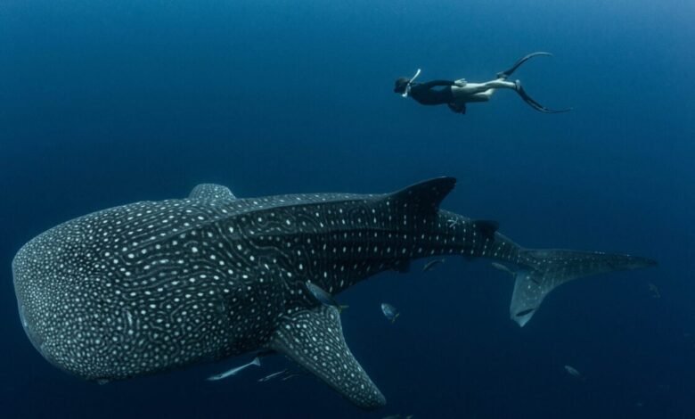 Nearly Every Whale Shark at This Tourist Destination Bears Human Made.jpg