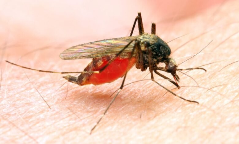 Possible Local Malaria Case Found in New Jersey Heres What.jpg