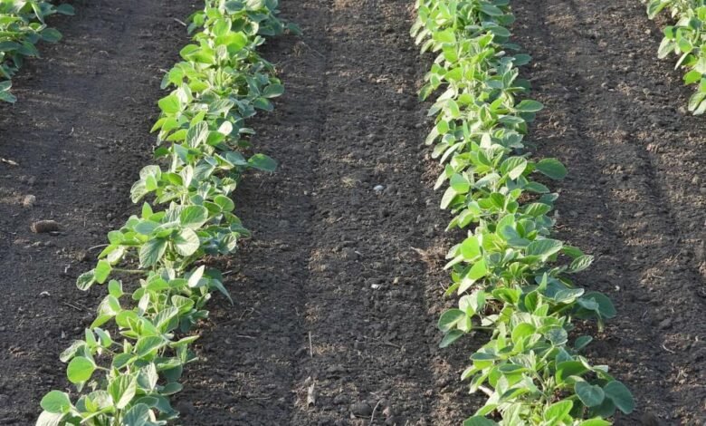Soybeans Are Heating Up Heres What Could Take Them Much.jpeg