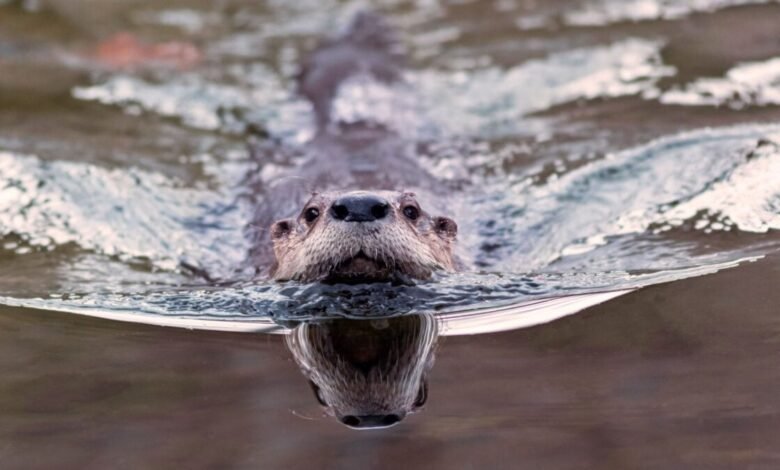‘Weird Looking Otter Poo Reveals an Unexpected Role in Parasite.jpg