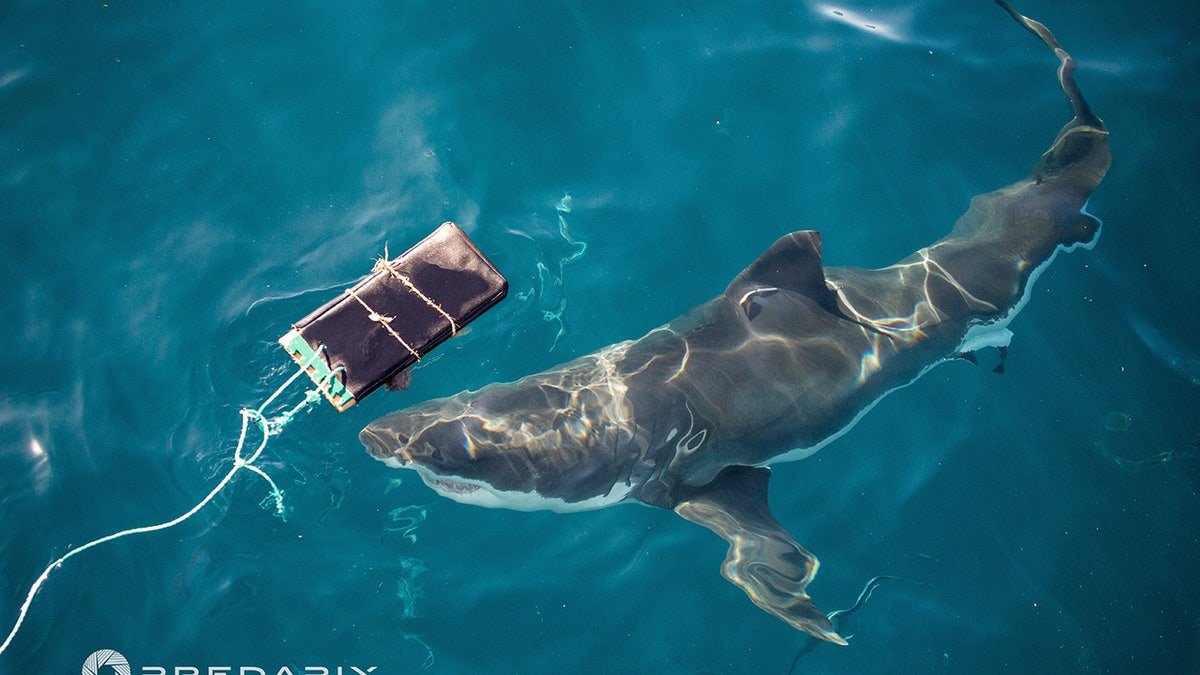 Sharks swim around the seed items during the test