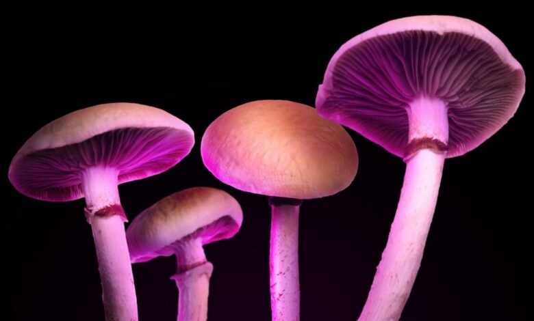 Some Magic Mushroom Edibles Have Zero Psilocybin—Just Junk That Still.jpg