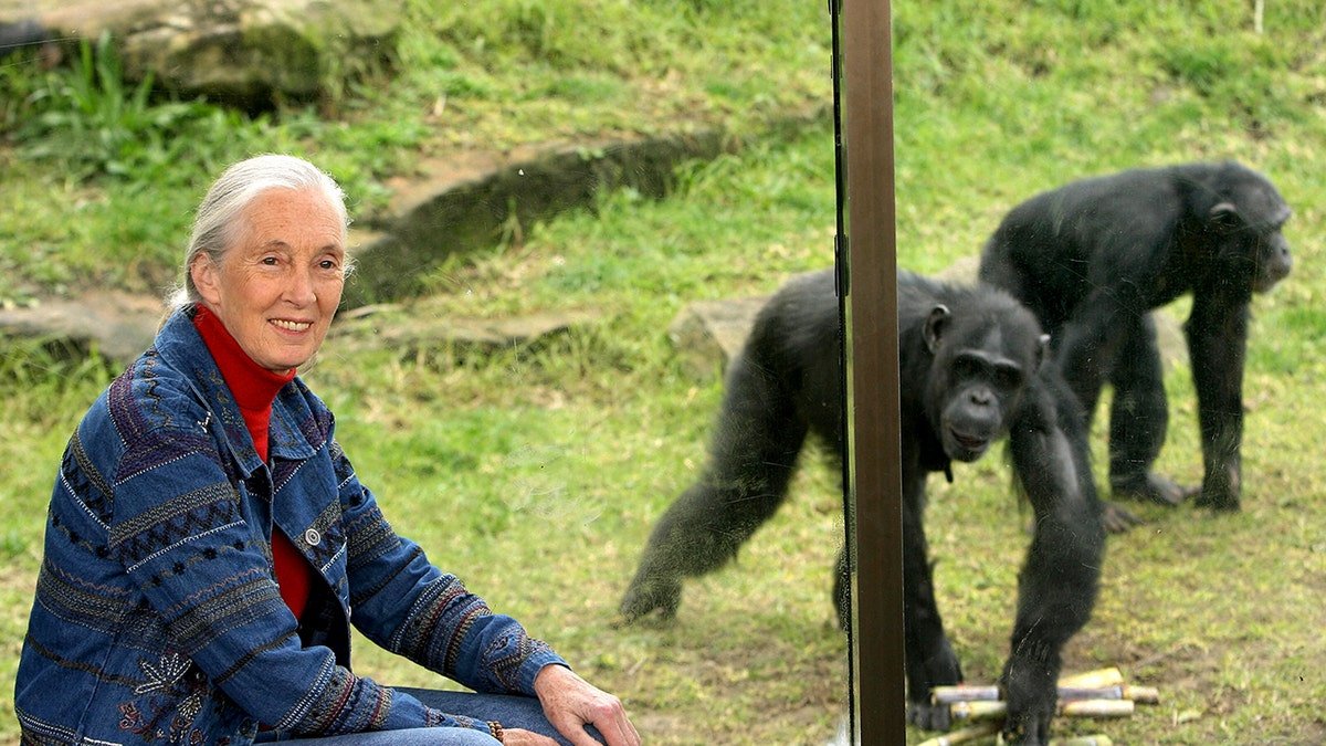 Jin -Guodal with chimpanzees